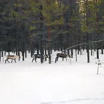 Lapland Landscape With Nature View, Sauna, Fireplace & Kitchen, Yllaes, Aekaeslompolo, Borealis Village Chalet *