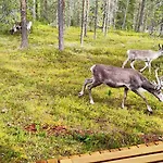 Lomamökit Lapland Landscape With Nature View, Sauna, Fireplace&kitchen, Ylläs, äkäslompolo, Borealis Village
