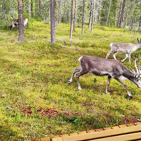 Chalet Lapland Landscape With Nature View, Sauna, Fireplace & Kitchen, Yllaes, Aekaeslompolo, Borealis Village