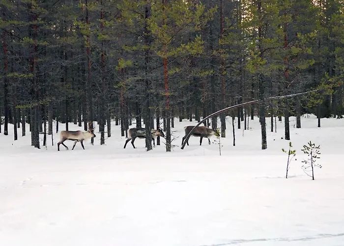 Lapland Landscape With Nature View, Sauna, Fireplace & Kitchen, Yllaes, Aekaeslompolo, Borealis Village Alpstuga *