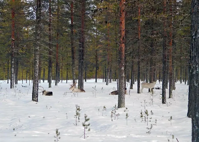 Alpstuga Lapland Landscape With Nature View, Sauna, Fireplace & Kitchen, Yllaes, Aekaeslompolo, Borealis Village Äkäslompolo
